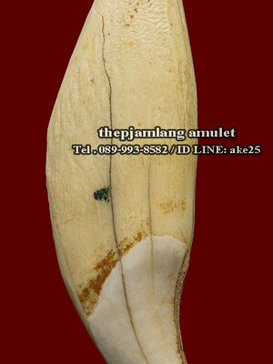 เขี้ยวหมี(3) เครื่องรางทนสิทธ พุทธคุณ แคล้วคลาด เมตตามหานิยม