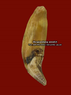 เขี้ยวหมี(2) เครื่องรางทนสิทธ พุทธคุณ แคล้วคลาด เมตตามหานิยม