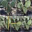 ต้นกระบองเพชรกินได้สายพันธุ์ โอ.ฟิคัสอินดิก้าอินเนอมิส O. Ficus Indica var Inermis ขนาดใหญ่กราฟบนตอเสมาแพดอวบหนาทรงสวยมาก