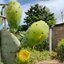 พันธุ์กระบองเพชรกินได้สายพันธุ์โอพันเทียฟิคัสอินดิก้า Opuntia Ficus Indica ขนาดมาตรฐาน 3 ขนาด ตัดสดทาเร่งราก
