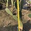 ID-PL-005 ต้นกระบองเพชรกินได้สายพันธุ์ โอ.ฟิคัสอินดิก้า O. Ficus Indica ขนาดย่อมตามรูปแพดอวบหนา ขนาดและตำหนิตามรูป ทรงสวยมาก