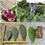 พันธุ์กระบองเพชรกินได้สายพันธุ์โอ.สตริคต้า O. Stricta ขนาดมาตรฐาน 3 ขนาด ตัดสดทาเร่งราก