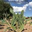 พันธุ์กระบองเพชรกินได้สายพันธุ์โอพันเทียฟิคัสอินดิก้า Opuntia Ficus Indica ขนาดมาตรฐาน 3 ขนาด ตัดสดทาเร่งราก