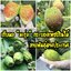 พันธุ์ "มะรุ่ง" No.1A รหัส" ID-PA-A1-5 กระบองเพชรกินได้ สายพันธุ์โอพันเทียฟิคัสอินดิก้า Opuntia Ficus Indica 5 ขนาด ตัดสดให้เลือก