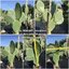 ต้นกระบองเพชรกินได้สายพันธุ์ โอ.ฟิคัสอินดิก้าอินเนอมิส O. Ficus Indica var Inermis ขนาดใหญ่กราฟบนตอเสมาแพดอวบหนาทรงสวยมาก