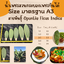 พันธุ์ "มะรุ่ง" No.1A รหัส" ID-PA-A1-5 กระบองเพชรกินได้ สายพันธุ์โอพันเทียฟิคัสอินดิก้า Opuntia Ficus Indica 5 ขนาด ตัดสดให้เลือก