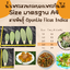 พันธุ์ "มะรุ่ง" No.1A รหัส" ID-PA-A1-5 กระบองเพชรกินได้ สายพันธุ์โอพันเทียฟิคัสอินดิก้า Opuntia Ficus Indica 5 ขนาด ตัดสดให้เลือก