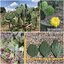 พันธุ์กระบองเพชรกินได้สายพันธุ์โอพันเทียโอลเม็กซิโก Opuntia Old Mexico ขนาดมาตรฐาน 3 ขนาด ตัดสดทาเร่งราก
