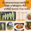 พันธุ์ "มะรุ่ง" No.1A รหัส" ID-PA-A1-5 กระบองเพชรกินได้ สายพันธุ์โอพันเทียฟิคัสอินดิก้า Opuntia Ficus Indica 5 ขนาด ตัดสดให้เลือก