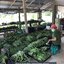 พันธุ์กระบองเพชรกินได้สายพันธุ์โอพันเทียฟิคัสอินดิก้า Opuntia Ficus Indica ขนาดมาตรฐาน 3 ขนาด ตัดสดทาเร่งราก