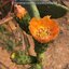 พันธุ์กระบองเพชรกินได้สายพันธุ์โอพันเทียฟิคัสอินดิก้า Opuntia Ficus Indica ขนาดมาตรฐาน 3 ขนาด ตัดสดทาเร่งราก