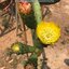 พันธุ์กระบองเพชรกินได้สายพันธุ์โอพันเทียฟิคัสอินดิก้า Opuntia Ficus Indica ขนาดมาตรฐาน 3 ขนาด ตัดสดทาเร่งราก