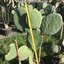 ต้นกระบองเพชรกินได้สายพันธุ์ โอ.ฟิคัสอินดิก้าอินเนอมิส O. Ficus Indica var Inermis ขนาดใหญ่กราฟบนตอเสมาแพดอวบหนาทรงสวยมาก