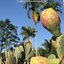 พันธุ์กระบองเพชรกินได้สายพันธุ์โอพันเทียฟิคัสอินดิก้า Opuntia Ficus Indica ขนาดมาตรฐาน 3 ขนาด ตัดสดทาเร่งราก