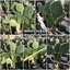 ต้นกระบองเพชรกินได้สายพันธุ์ โอ.ฟิคัสอินดิก้าอินเนอมิส O. Ficus Indica var Inermis ขนาดใหญ่กราฟบนตอเสมาแพดอวบหนาทรงสวยมาก