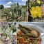 พันธุ์กระบองเพชรกินได้สายพันธุ์โอพันเทียโอลเม็กซิโก Opuntia Old Mexico ขนาดมาตรฐาน 3 ขนาด ตัดสดทาเร่งราก