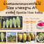 พันธุ์ "มะรุ่ง" No.1A รหัส" ID-PA-A1-5 กระบองเพชรกินได้ สายพันธุ์โอพันเทียฟิคัสอินดิก้า Opuntia Ficus Indica 5 ขนาด ตัดสดให้เลือก