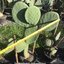 ต้นกระบองเพชรกินได้สายพันธุ์ โอ.ฟิคัสอินดิก้าอินเนอมิส O. Ficus Indica var Inermis ขนาดใหญ่กราฟบนตอเสมาแพดอวบหนาทรงสวยมาก