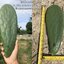 พันธุ์กระบองเพชรกินได้สายพันธุ์โอ.ฟิคัสอินดิก้าเดคูมานา O. Ficus Indica var Decumana ขนาดมาตรฐาน 3 ขนาด ตัดสดทาเร่งราก