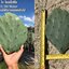 พันธุ์กระบองเพชรกินได้สายพันธุ์โอพันเทียโอลเม็กซิโก Opuntia Old Mexico ขนาดมาตรฐาน 3 ขนาด ตัดสดทาเร่งราก