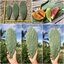 พันธุ์กระบองเพชรกินได้สายพันธุ์โอพันเทียฟิคัสอินดิก้า Opuntia Ficus Indica ขนาดมาตรฐาน 3 ขนาด ตัดสดทาเร่งราก