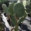 ต้นกระบองเพชรกินได้สายพันธุ์ โอ.ฟิคัสอินดิก้าอินเนอมิส O. Ficus Indica var Inermis ขนาดใหญ่กราฟบนตอเสมาแพดอวบหนาทรงสวยมาก