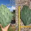 พันธุ์กระบองเพชรกินได้สายพันธุ์โอพันเทียโอลเม็กซิโก Opuntia Old Mexico ขนาดมาตรฐาน 3 ขนาด ตัดสดทาเร่งราก