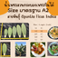 พันธุ์ "มะรุ่ง" No.1A รหัส" ID-PA-A1-5 กระบองเพชรกินได้ สายพันธุ์โอพันเทียฟิคัสอินดิก้า Opuntia Ficus Indica 5 ขนาด ตัดสดให้เลือก