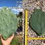 พันธุ์กระบองเพชรกินได้สายพันธุ์โอพันเทียโอลเม็กซิโก Opuntia Old Mexico ขนาดมาตรฐาน 3 ขนาด ตัดสดทาเร่งราก