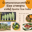 พันธุ์ "มะรุ่ง" No.1A รหัส" ID-PA-A1-5 กระบองเพชรกินได้ สายพันธุ์โอพันเทียฟิคัสอินดิก้า Opuntia Ficus Indica 5 ขนาด ตัดสดให้เลือก