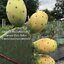 พันธุ์กระบองเพชรกินได้สายพันธุ์โอพันเทียฟิคัสอินดิก้า Opuntia Ficus Indica ขนาดมาตรฐาน 3 ขนาด ตัดสดทาเร่งราก