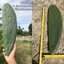 พันธุ์กระบองเพชรกินได้สายพันธุ์โอ.ฟิคัสอินดิก้าเดคูมานา O. Ficus Indica var Decumana ขนาดมาตรฐาน 3 ขนาด ตัดสดทาเร่งราก